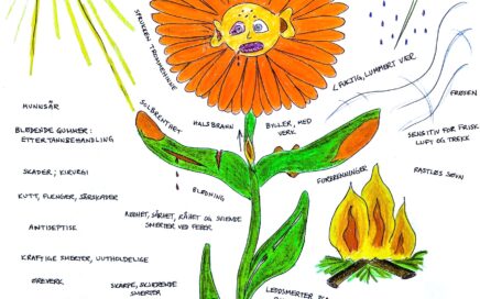 Illustration of the homoeopathic remedy Calendula officinalis, with key characteristics